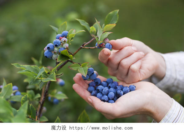妇女采摘成熟的蓝莓